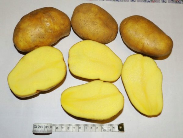 Семенной картофель элитной репродукции